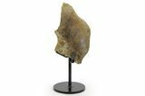 Fossil Hadrosaur Skull Section w/ Metal Stand - South Dakota #378513-1